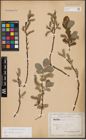 Foto von Salix aurita L. x Salix caprea L.